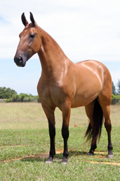 Charada